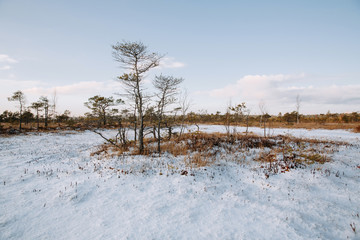 Rural winter scenery. Swamp with frozen water and pine tree at sunny day.