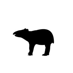 Silhouette of little tapir. Cute young animal