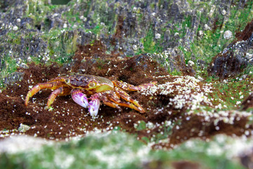 Crabs in Phuket, Thailand, colorful