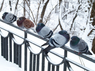 Frozen and inflated pigeons close-up on the fence in a cold and snowy winter day. Snow covered and...