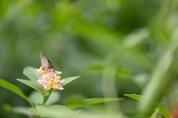 Butterfly collecting pollen