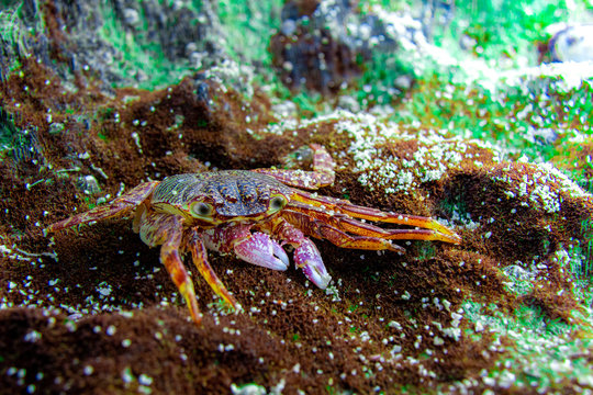 Colorful crab on brown stone and green sea grass