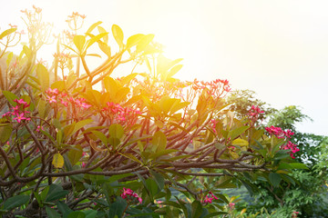 Beautiful sunrise in natural park..Frangipani with beautiful red flowers refreshed with sunlight in the morning .