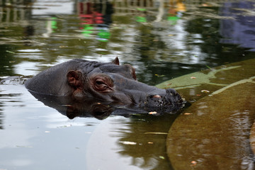 動物園