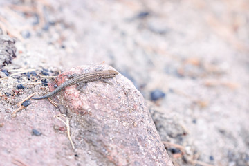 small lizard breeding sunbathing on a stone