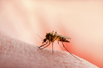 Dangerous Malaria Infected Mosquito Skin Bite. Leishmaniasis, Encephalitis, Yellow Fever, Dengue, Malaria Disease, Mayaro or Zika Virus Infectious Culex Mosquito Parasite Insect Macro.