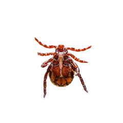 Encephalitis Tick Insect Isolated on White. Encephalitis Virus or Lyme Borreliosis Disease Infectious Dermacentor Tick Arachnid Parasite Macro.