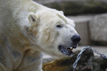 Eisbär mit offenem Maul Nahaufnahme