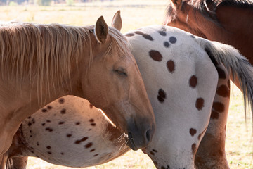 sleeping horse standing next to other horses