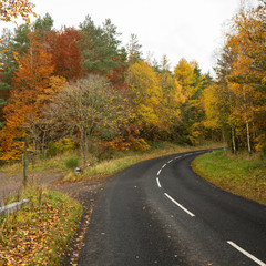 Obraz premium Autumn Road