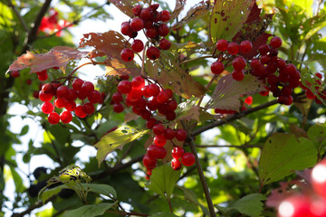 Berries of red viburnum on a background of green leaves