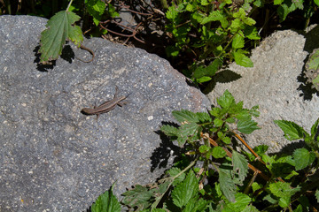 Lizard on a stone on a hot summer day