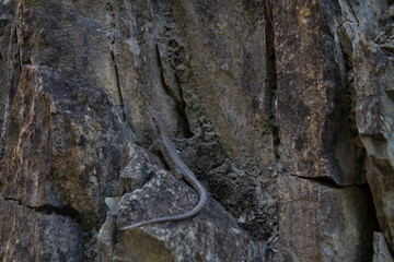 Lizard on the rocks on a hot summer day