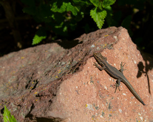 Naklejka na ściany i meble Lizard on a stone on a hot summer day