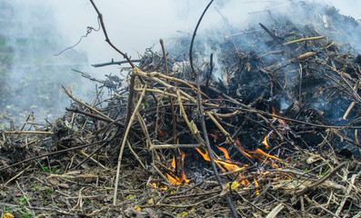 Summer fire in a dry field	