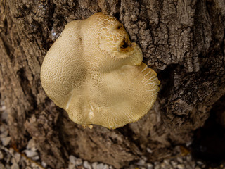 A white mushroom on a tree trunk