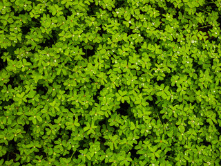 A bunch of clover plant with droplets of rain