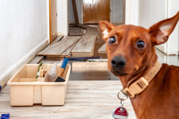 Room - Lobby - with unfinished laminate installation - Dog pops blurry into the picture