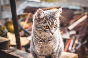 Gray tabby kitten in the backyard in beautiful peach light