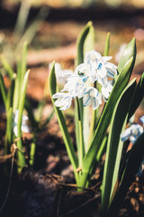 Fototapeta premium Blue scilla (Scilla siberica) blooming in the garden. Shallow depth of field. Selective focus.