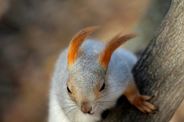 squirrel