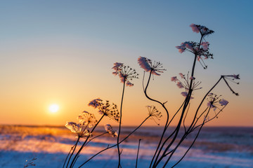 Winter landscape with dry frozen grass on the background of snow covered plain, blue sky and orange sun at sunset. Beautiful natural scenery. Selective focus, toned