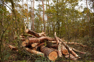 pile of logs in the forest - obrazy, fototapety, plakaty