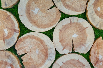 Background of stumps of felled trees, close-up