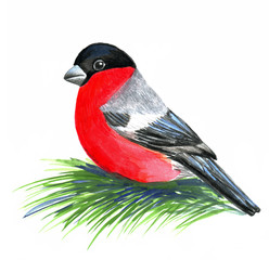 Seasonal beautiful bird red bullfinch sits on a green pine, spruce branch. Hand drawn watercolor stock illustration for winter, new year design for greeting cards, stickers, invitations.