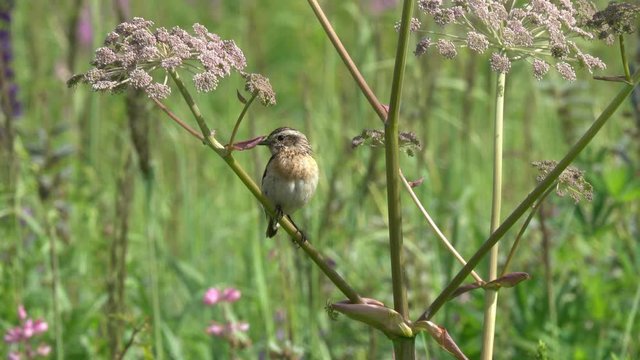 Bird Whinchat (Saxicola rubetra) sits on a branch of a bush among green leaves