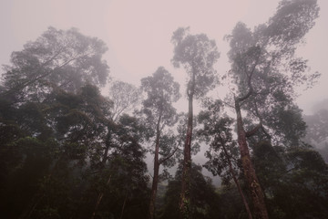 Fog in tropic forest, sly, forest landscape, misty atmosphere