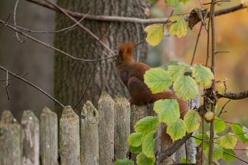 European brown squirrel in summer coat on a branch in the forest