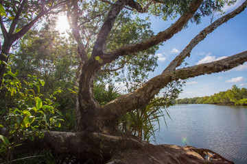 Obraz premium Baum am Ufer eines Sees