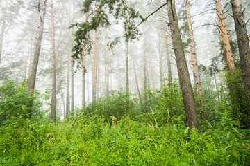 Beautiful summer forest with different trees in morning fog