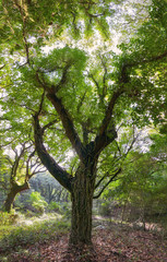 Quejigo in San Carlos del Tiradero