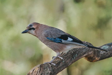 jay (Garrulus glandarius) passerine bird of the corvid family. Malaga, Spain
