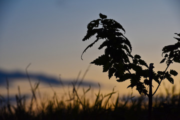 coucher de soleil paysage nature vegetal arbre 