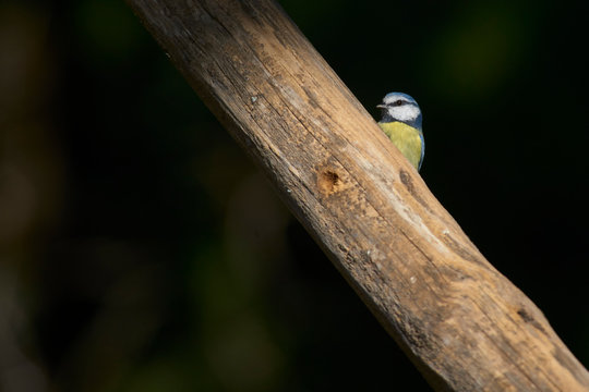 Great Tit (Parus major) a passerine bird from the family of parids (Paridae). Malaga, Spain