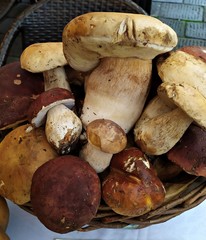 Italy, Tuscany: Mushrooms exhibition.