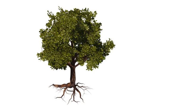 tree in the wind, tree with roots hovering on white background