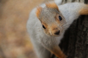 Obraz premium squirrel