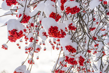 Ashberry bunches covered with snow in winter sunny day. Rowan tree with red berries in park or forest. Beautiful background, winter season concept. Wonderful nature, amazing view. Selective focus