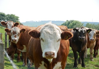 cows