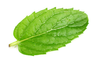 Fototapeta premium single fresh mint leaf isolated on white background