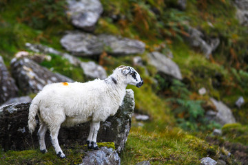Schaf in einer Berglandschaft