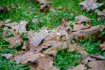Brown leaves and droplets on green grass