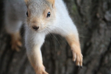 squirrel