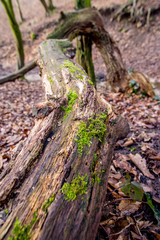 Green moss on a trunk in the autumn
