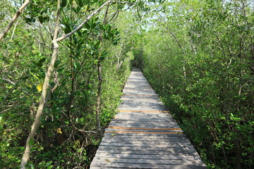 The wooden bridge in the mangrove forest extends to the sea