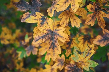 yellow tree leaves in autumn, autumn colors and season